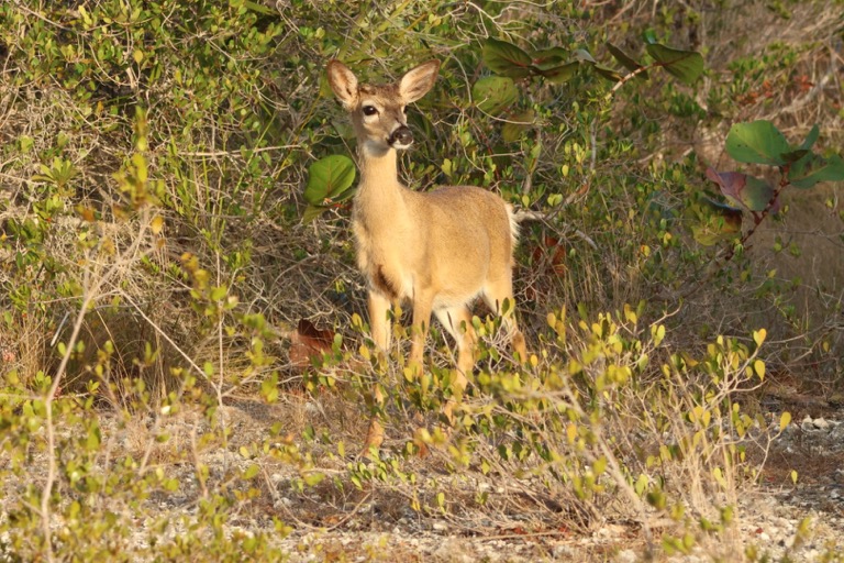 Key Deer