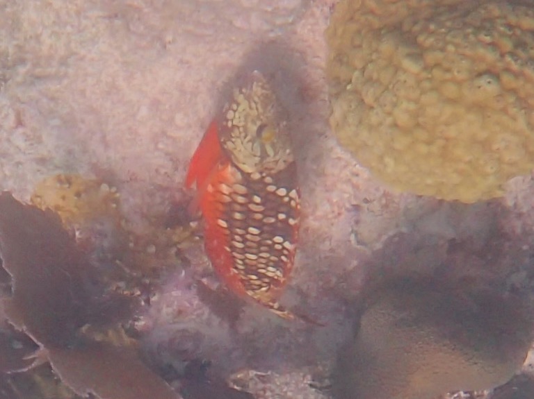 Stoplight Parrotfish