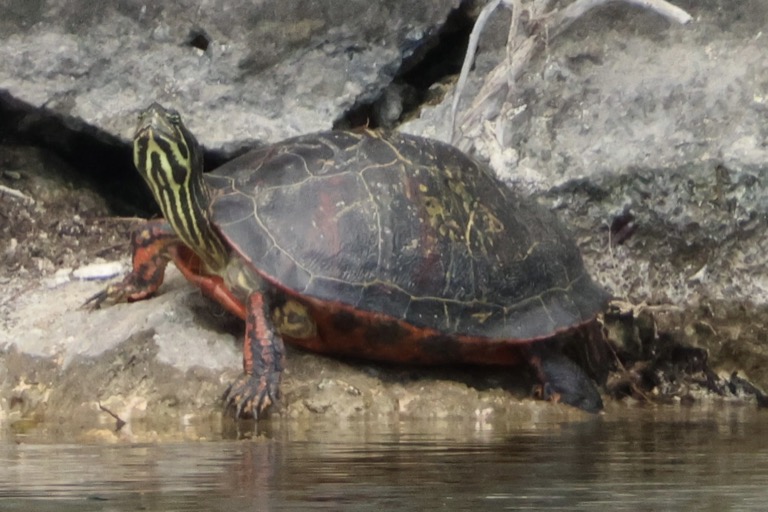 Florida Redbelly Turtle