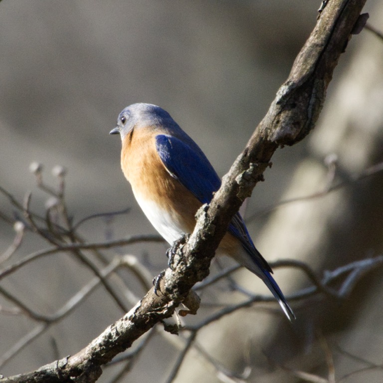 Eastern Bluebird