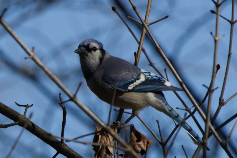 Bluejay