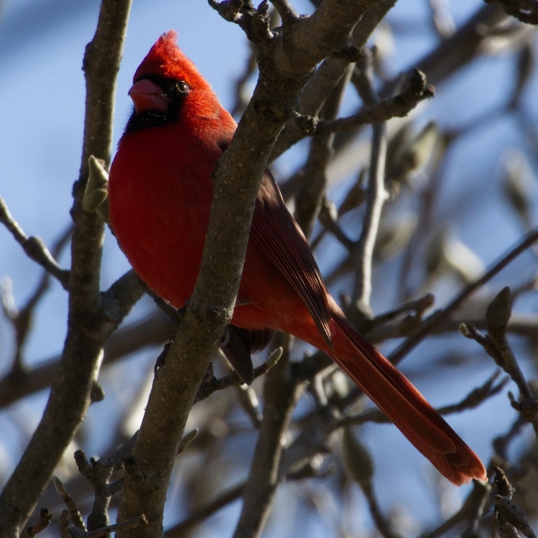 Northern Cardinal