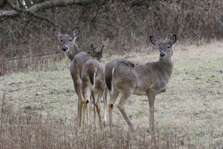 White-tailed Deer