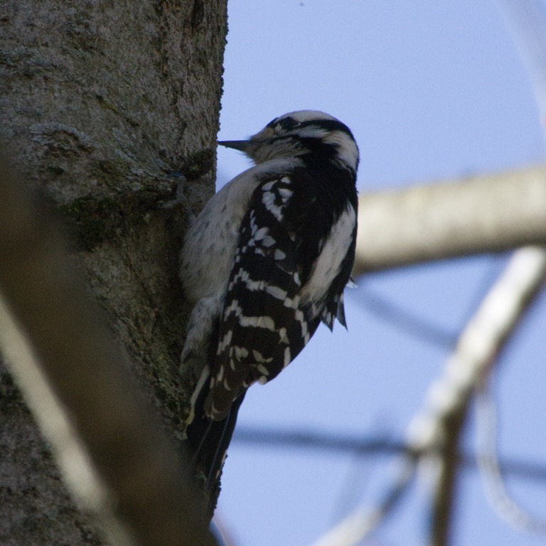 Downy Woodpecker