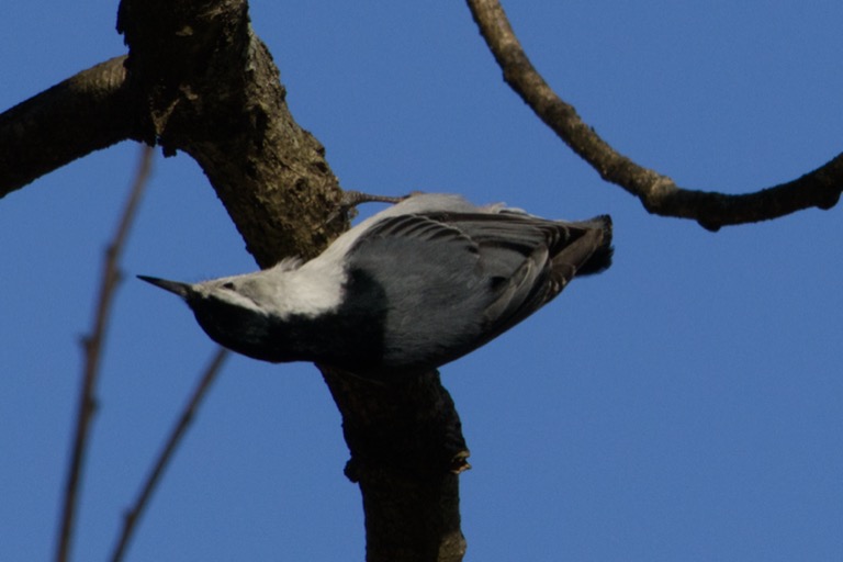 White-breasted Nuthatch