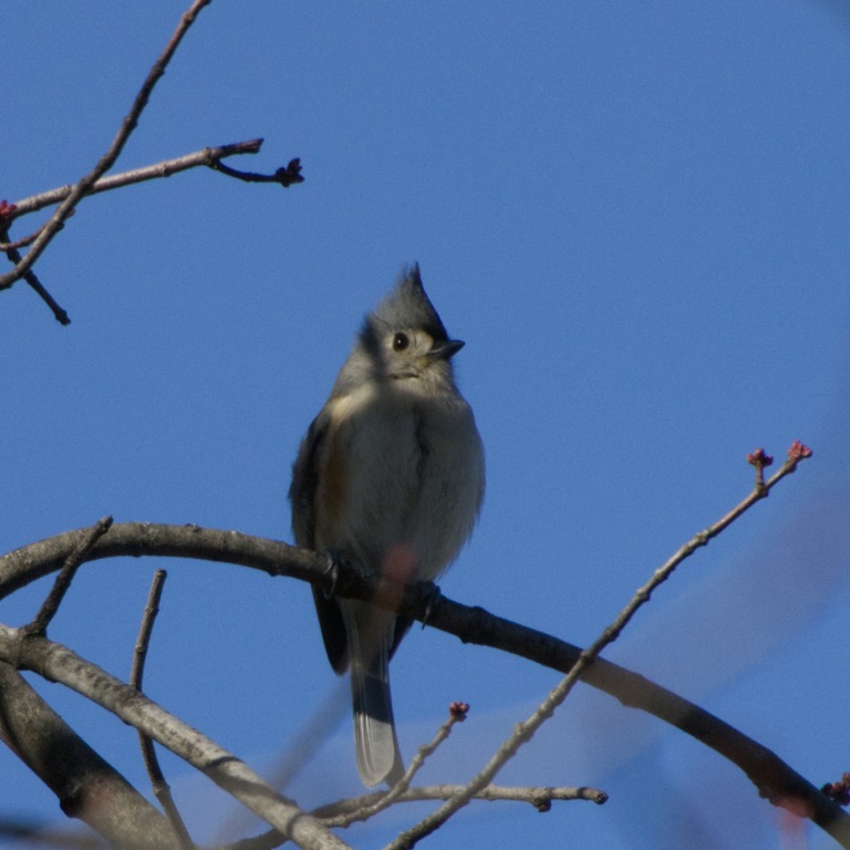 Tufted Titmouse