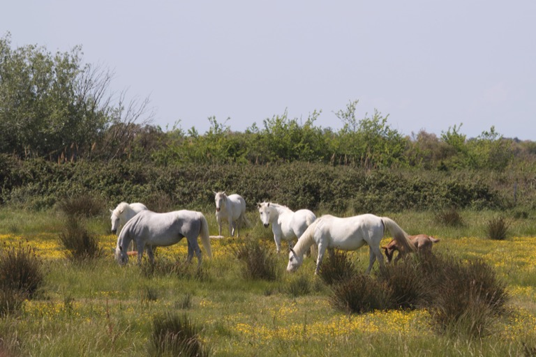 Camargue horses