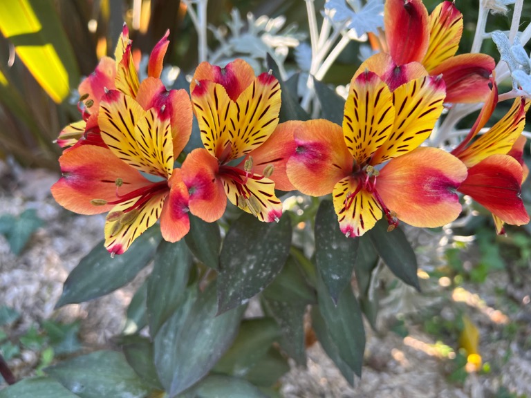 Peruvian Lily