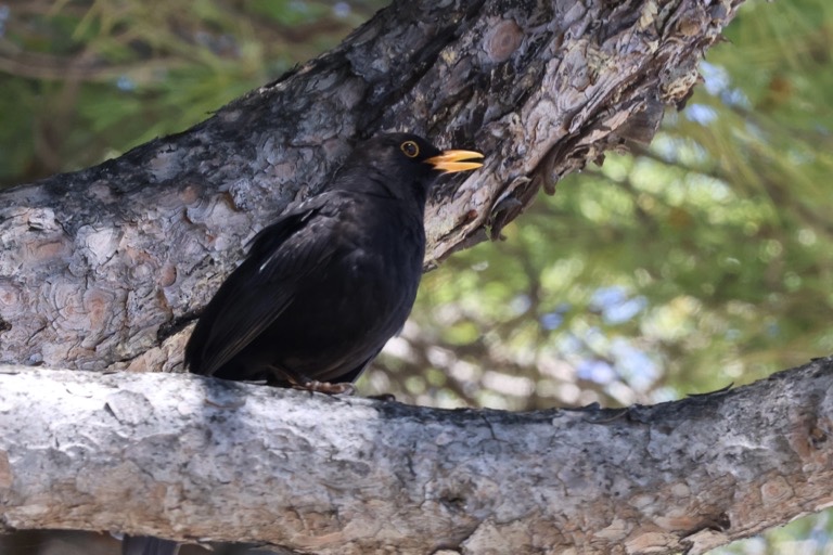 Eurasian blackbird