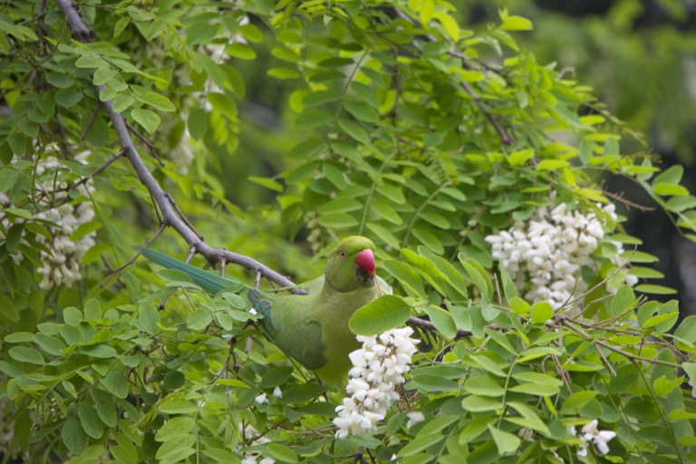 Green Parrot