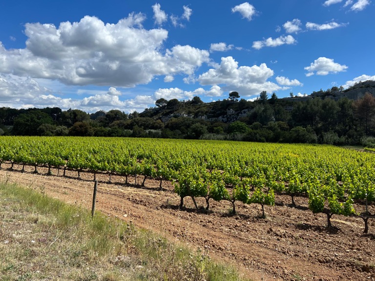 Grape Vines