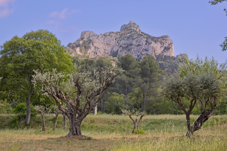 Olive Trees and the Little Alps