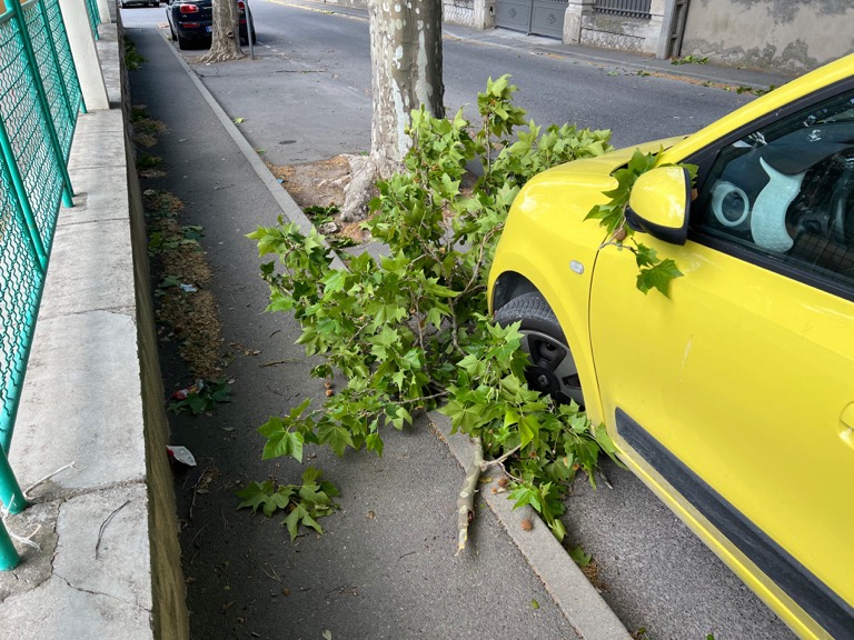 Branches Down