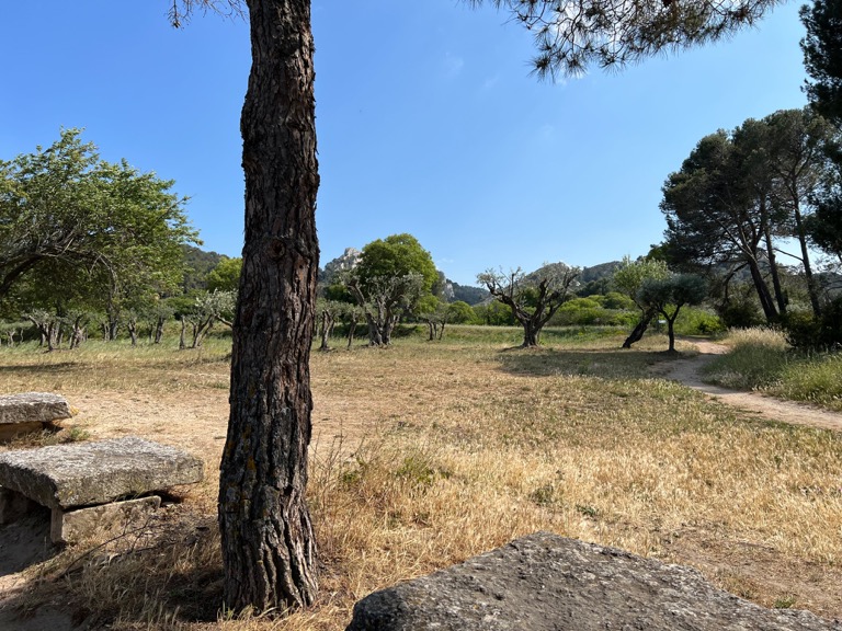 Starry Night Olive Grove