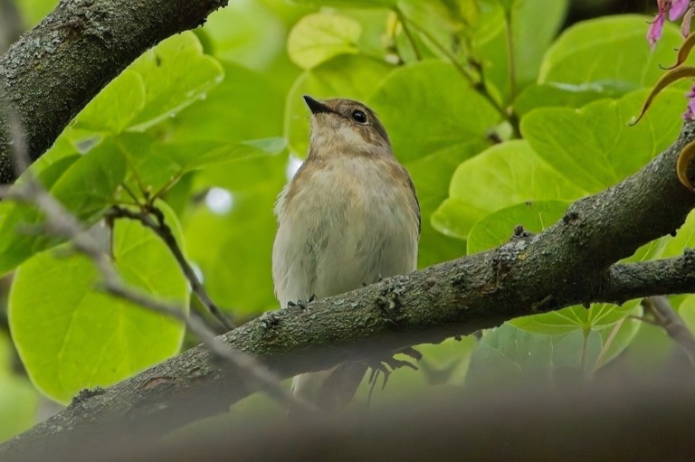 Spotted Flycatcher