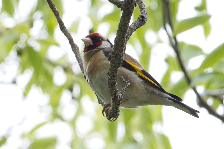 European Goldfinch