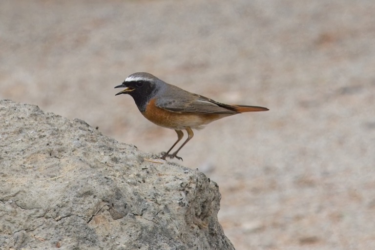 Common Redstart