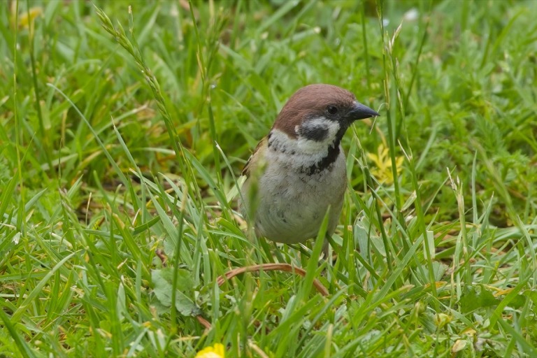 Eurasian Tree Sparrow