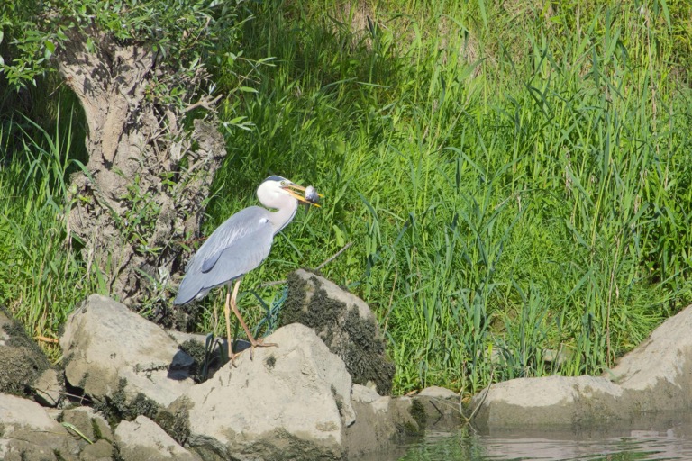 Gray Heron with a fish