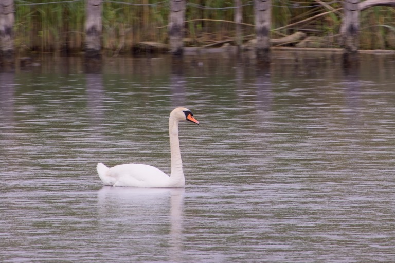 Swan