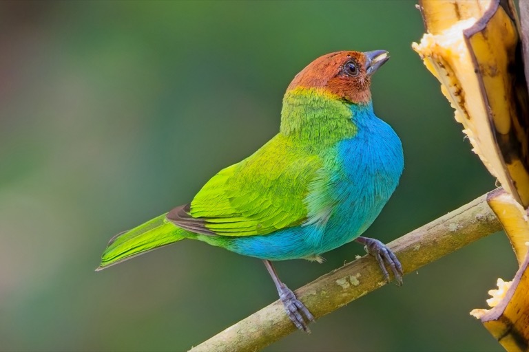Bay-headed Tanager