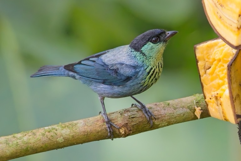 Black-capped Tanager
