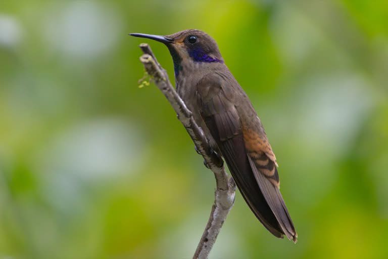 Brown Violetear