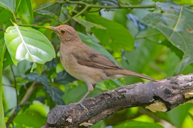 Ecuadorian Thrush