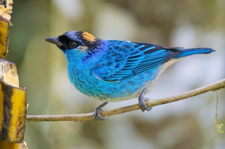 Golden-naped Tanager