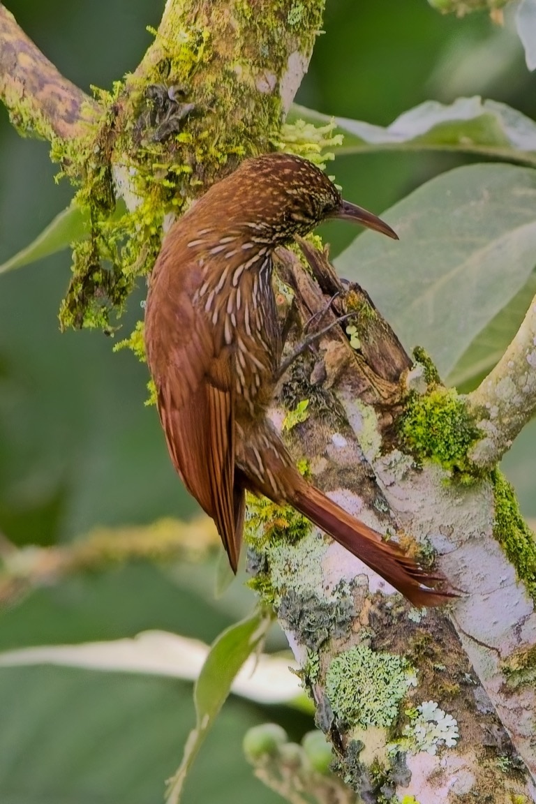 Montane Woodcreeper