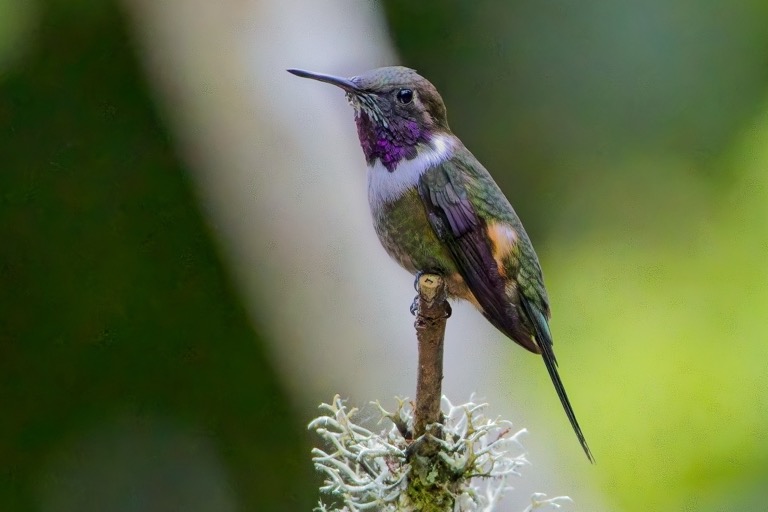 Purple-throated Woodstar