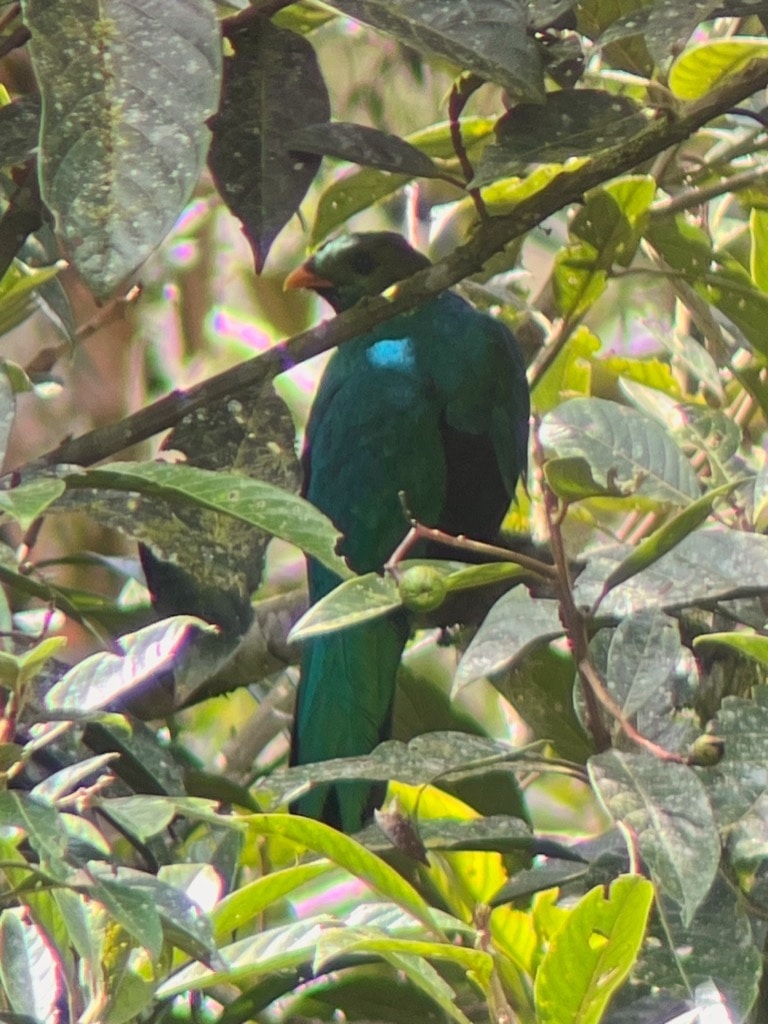 Golden-headed Quetzal