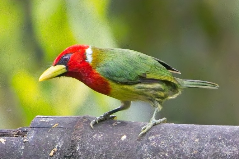 Red-headed Barbet