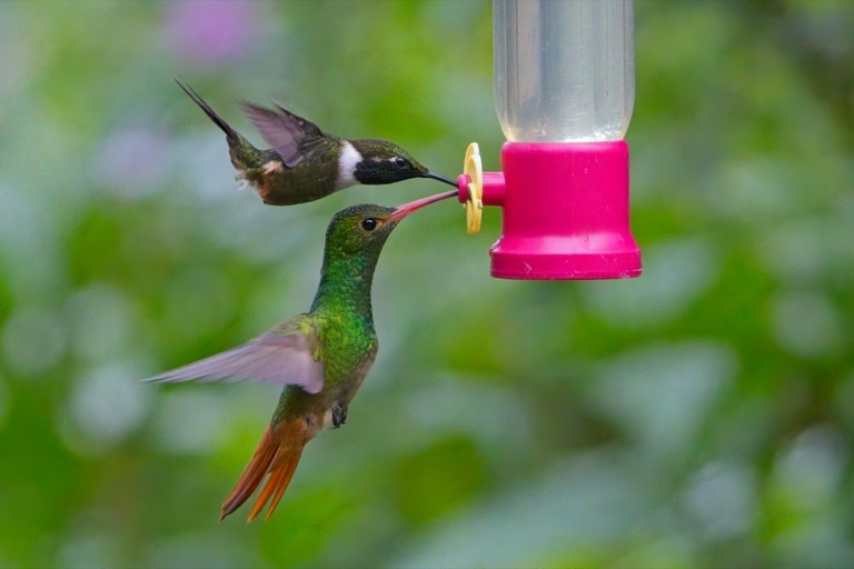 A Purple-throated Woodstar and Rufous-tailed Hummingbird sharing