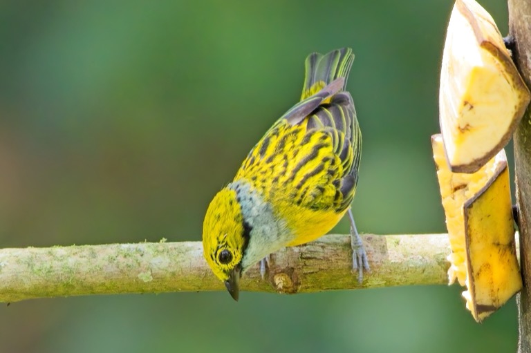 Silver-throated Tanager