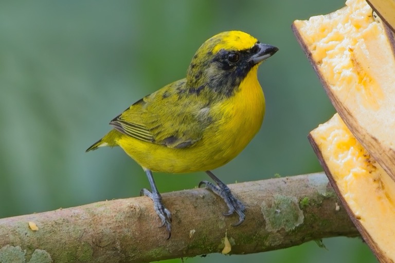 Thick-billed Euphonia