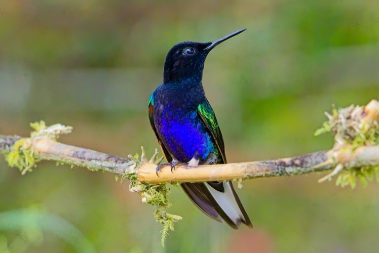 Velvet-purple Coronet