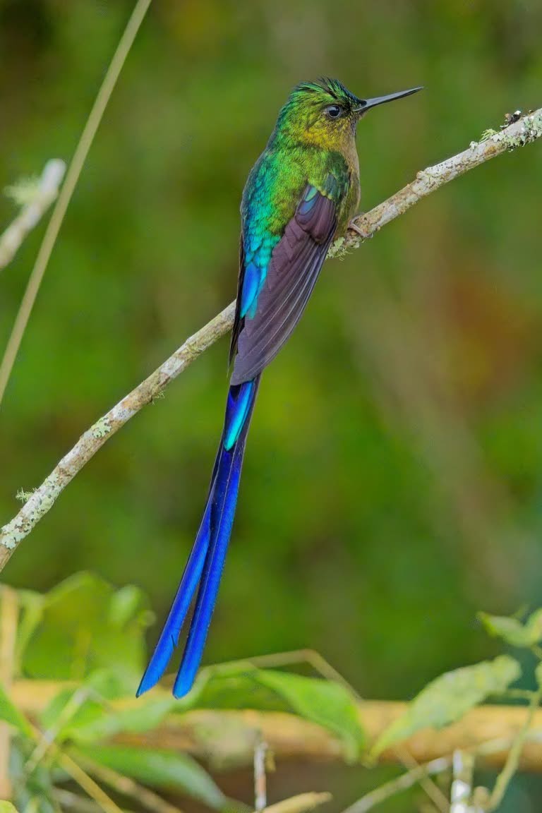 Violet-tailed Sylph