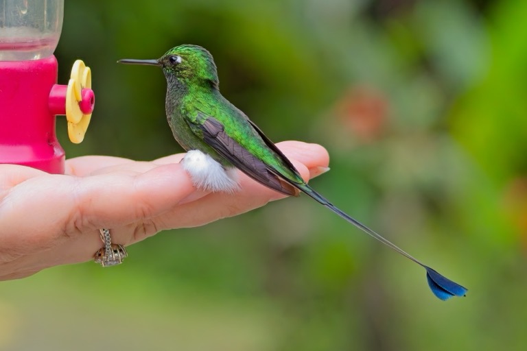 White-booted Racket-tail