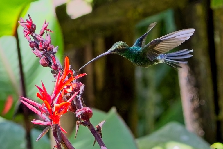 White Whiskered Hermit