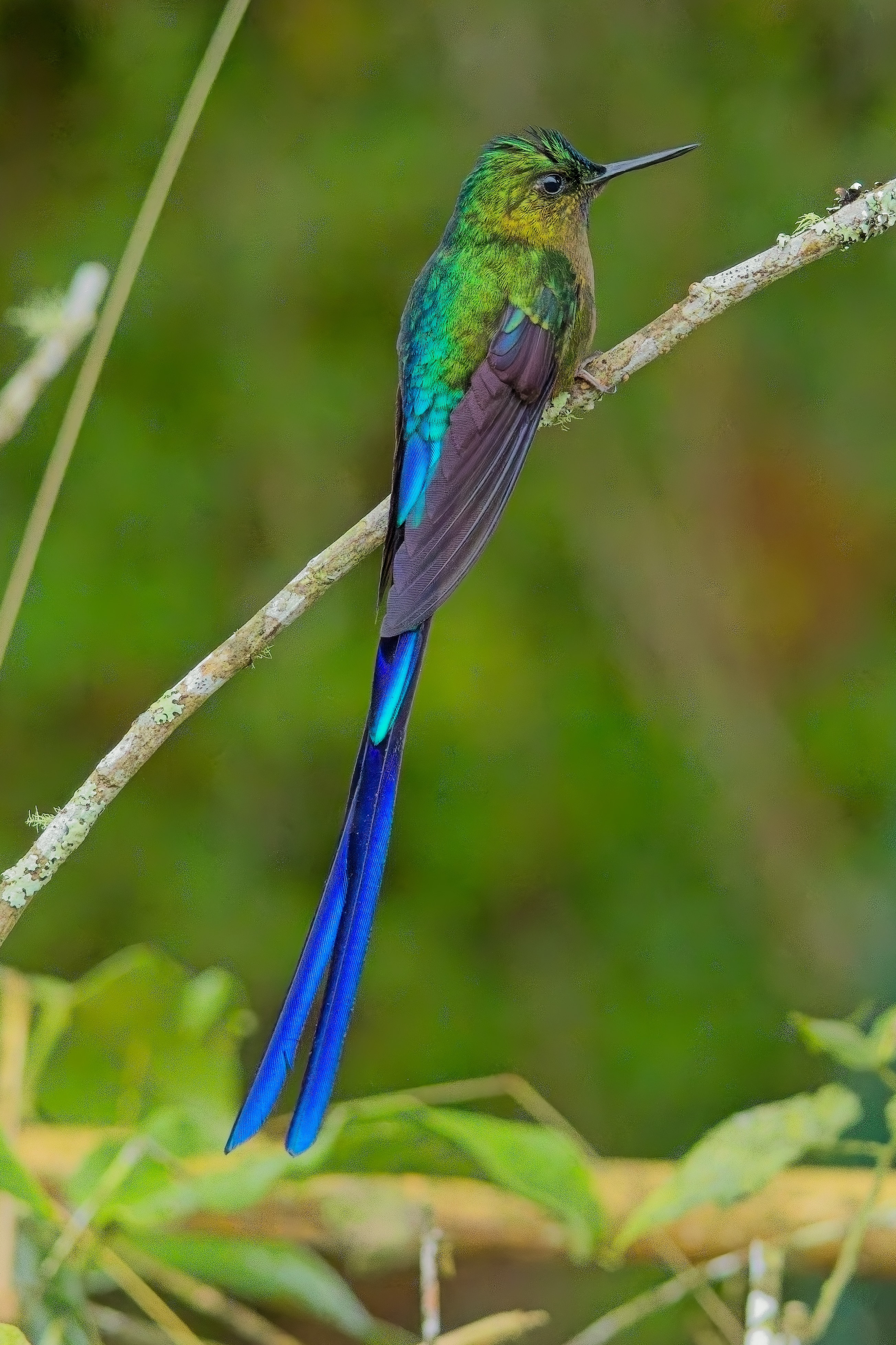 Violet-tailed Sylph