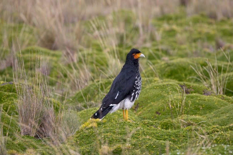 Carunculated Caracara