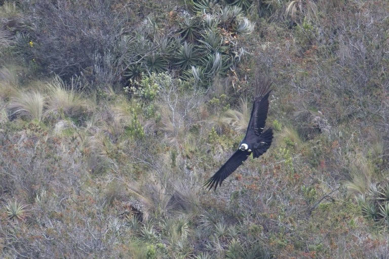 Andean Condor