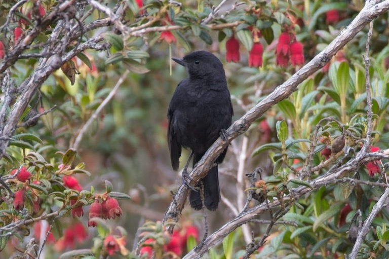 Black Flowerpiercer