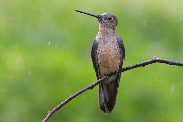 Giant Hummingbird