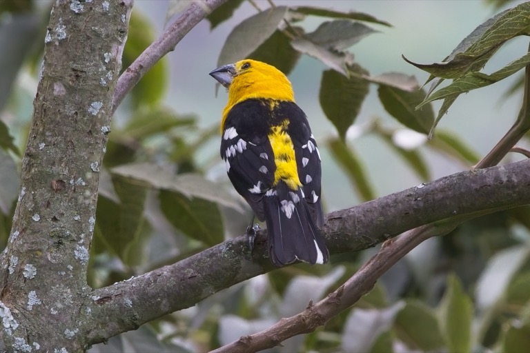 Golden Grosbeak