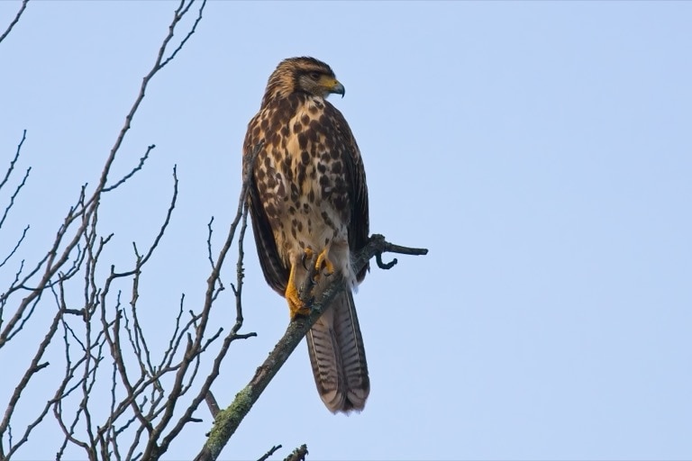 Harris&rsquo;s Hawk