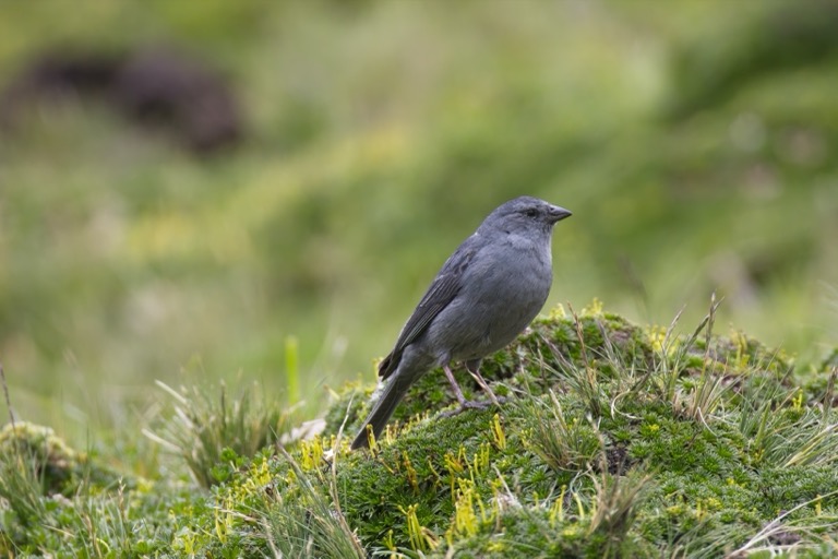 Plumbeous Sierra Finch