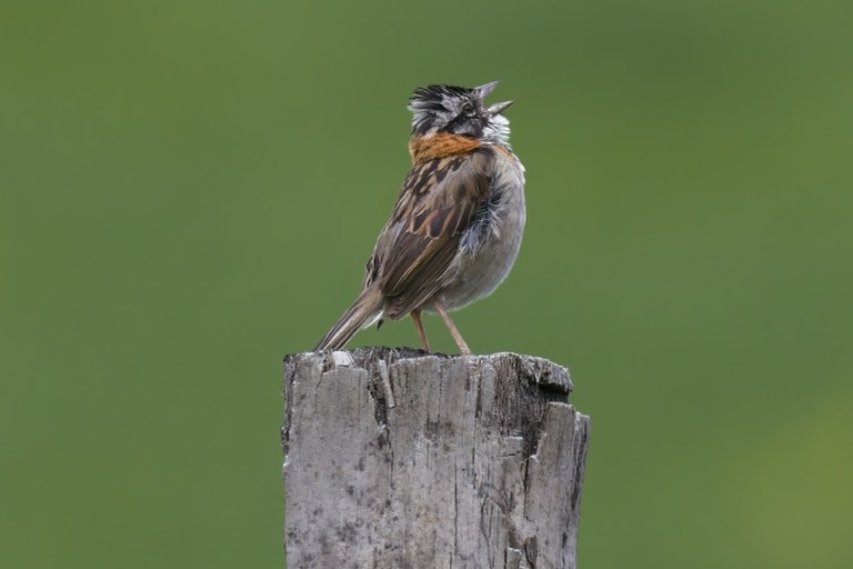 Rufous-collared Sparrow