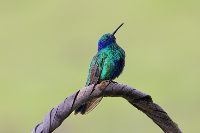 Sparkling Violetear